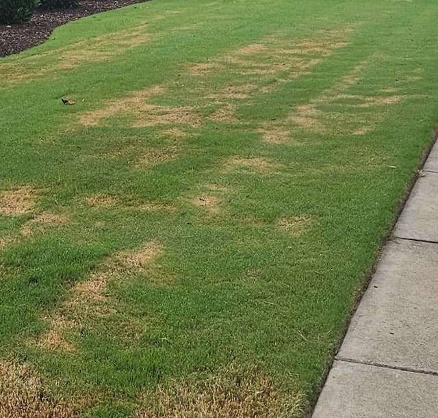Rotary mower damage - torn and ripped grass